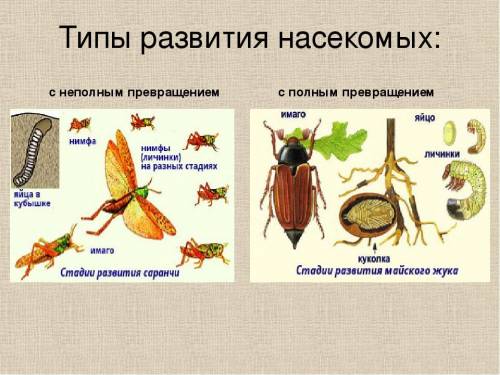 Схема развития с полным и неполным превращением