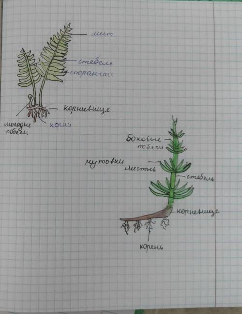Рисунок папоротника и хвоща с обозначениями
