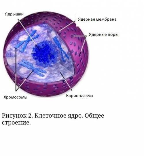 Рисунок 1. Зарисуйте его и, пользуясь знаниями из курса общей биологии, подпишите указанные части ра