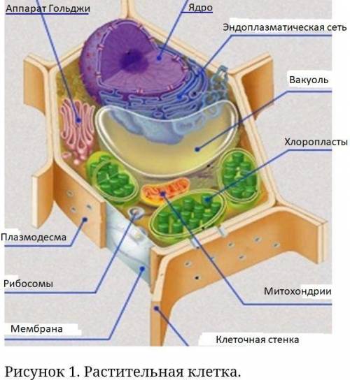 Рисунок 1. Зарисуйте его и, пользуясь знаниями из курса общей биологии, подпишите указанные части ра