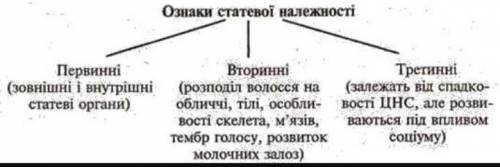 Які статеві ознаки називають первинними а які вторинними? ​