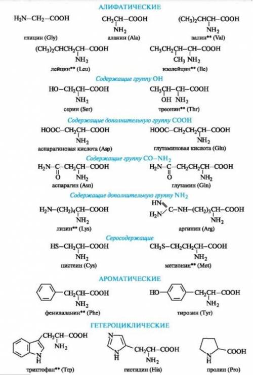 Как называют аминокислоты для белковых молекул?