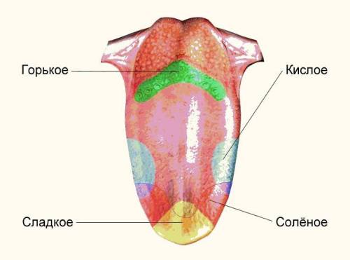 Кінчик язика найбільш чутливий До Солоного, кислого, гіркого, солодкого