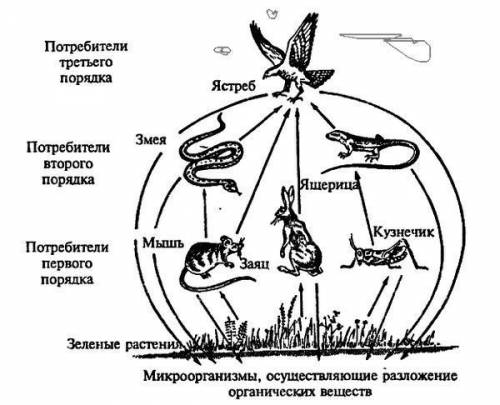 Ланцюг живлення: миша, рослини, яструб, ящірка, коник, змія, кролик