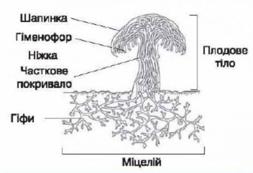 Висновок на тему будова шапинкових грибів