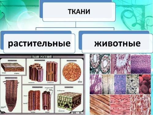 Вспомните основные ткани животных и растений к какому уровню организации живого относятся ткани