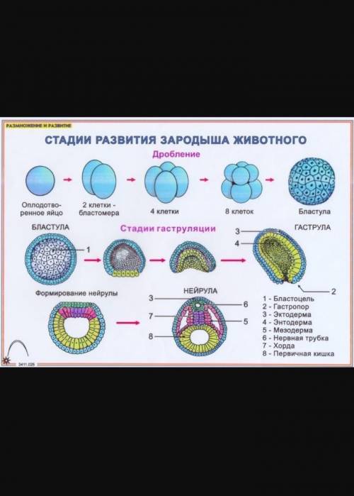 Установите этапы эмбриогенеза​