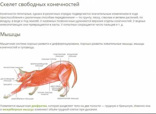 Особенности скелета млекопитающих