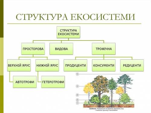 Скласти таблиця структура екосистеми