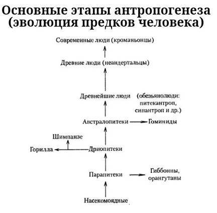 Назовите этапы в социальной эволюции человека​