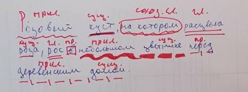 Синтатический разбор на текс Розовый куст,на которо расцвела роза, рос в небольшом полукруглом цве