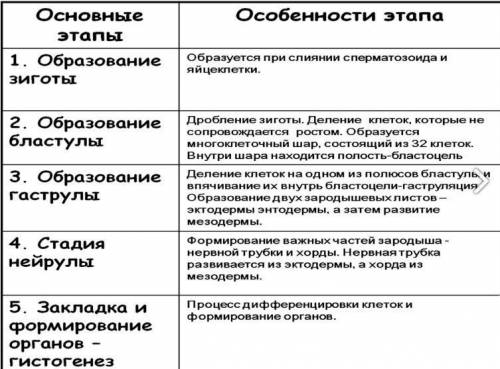 Установите последовательность этапов внутриутробного развития человека. Запишите в таблицу воответст