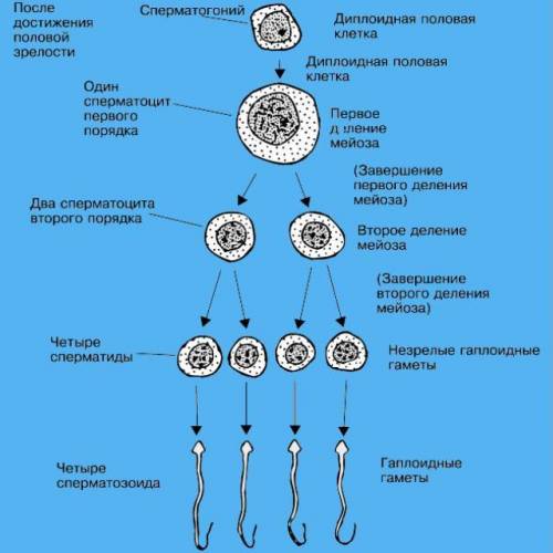 Процес сперматогенезу рисунок нужен ​