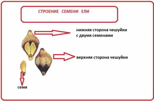 Рисунок семени ели нарисуйте разрезом и подпишите все части его семени ТОЛЬКО ПРАВИЛЬНО нужно ж люди