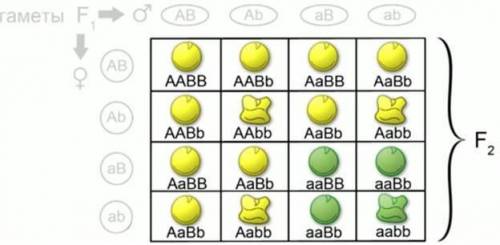 При дигибридном скрещивании во втором поколении независимое комбинирование признаков по внешнему про