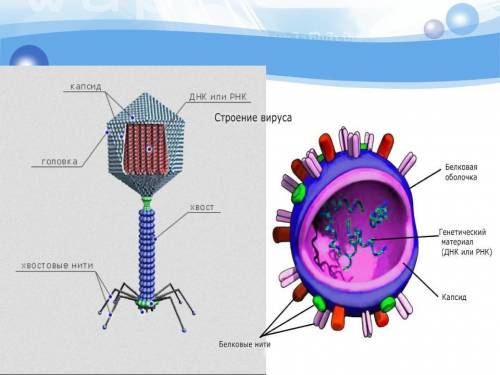 Вирусы рассматривают как не живой организм опишите строение вируса​