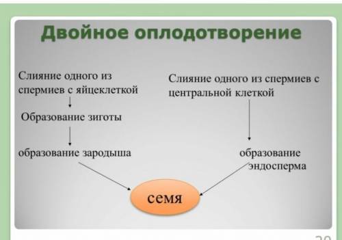 1)составте схему двойного оплодотворения которая отражала бы суть поцесса. почему оплодотворения наз