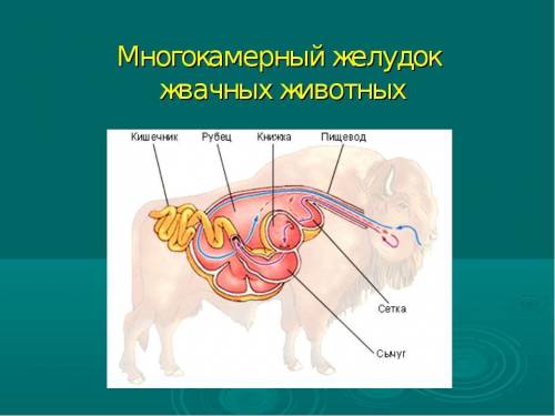 У кого из указанных животных четырёхкамерный желудок? А) бегемот Б) носорог В) зубр Г) осёл