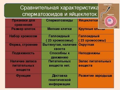 Сравните мужскую и женскую половые клетки по признакам взаимосвязи строения и функций​