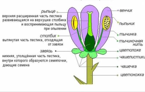 Строение цветка. сделайте обозначения​