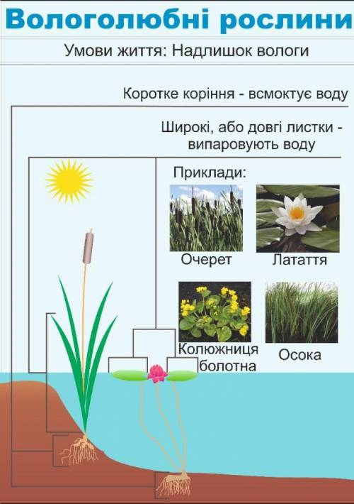 До вологолюбних рослин належать а) осока б)полин в) подорожник​
