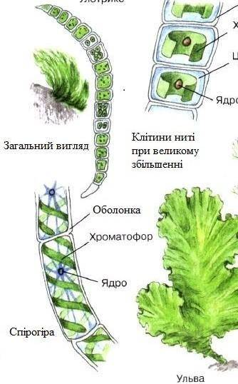 Водорості- будова організму водорості- місце проживання