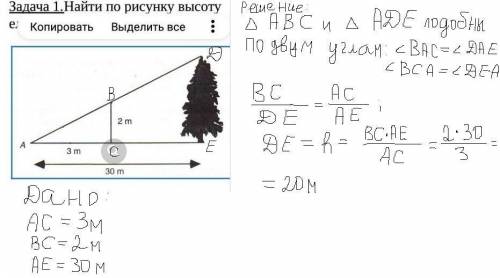 Найти по рисунку высоту ели​