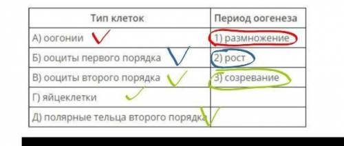 Соотнеси тип клеток и период оогенеза, в ходе которого они образуются.