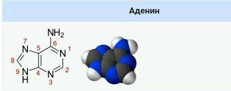 Цитозин, тимин, урацил, аденин, гуанин курылымдык жане молекулалык формуласын, атын жазамыз​