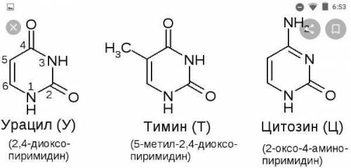 Цитозин, тимин, урацил, аденин, гуанин курылымдык жане молекулалык формуласын, атын жазамыз​