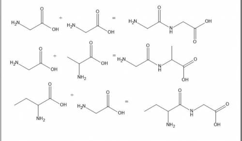 CРОЧНО Составьте дипептиды из А) 2 х молекул глицина Б) глицина и аланина В) 2-аминобутановой кислот