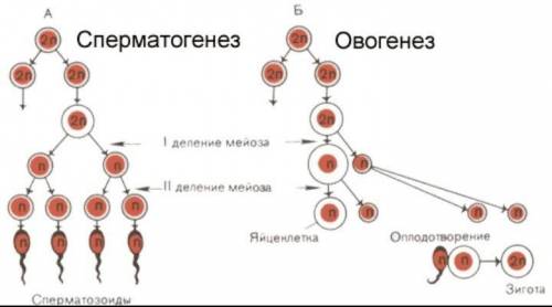 Чим відрізняється процес утворення жіночих і чоловічих статевих клітин