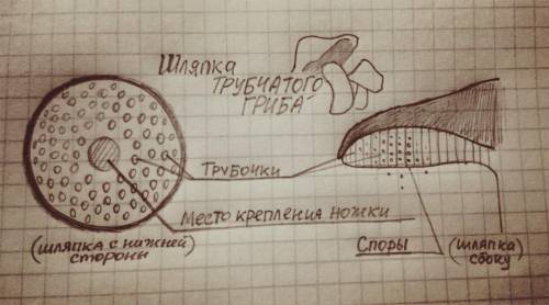 Зарисуйте строение части шляпки трубчатого гриба. сделайте обозначения​