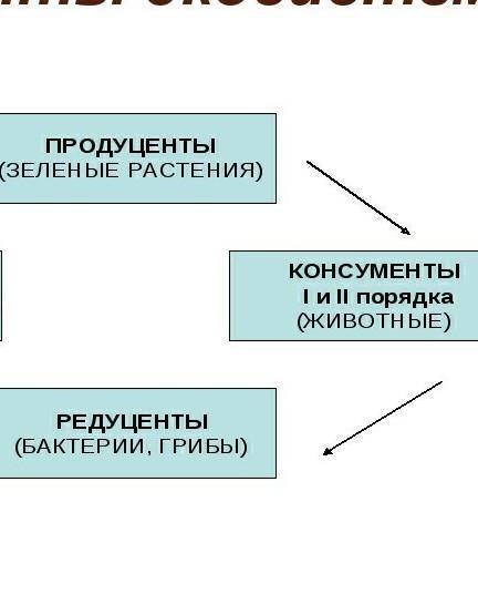 Что такое компоненты экосистемы.что входит в неживую часть экосистемы?что образует живую часть экоси