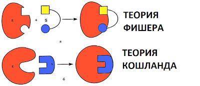 Сравните теорию Фишера и Кошленда