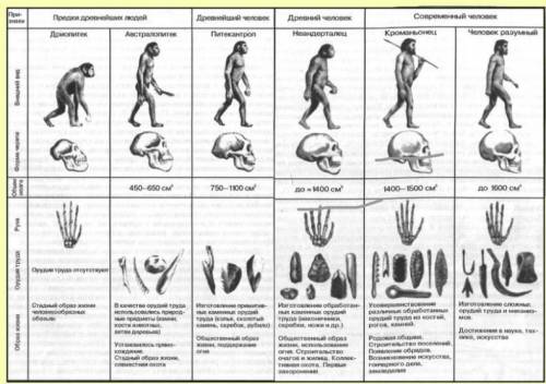 Расположи древних людей по порядку от самого первого до самого последнего питекантроп гоминид кроман