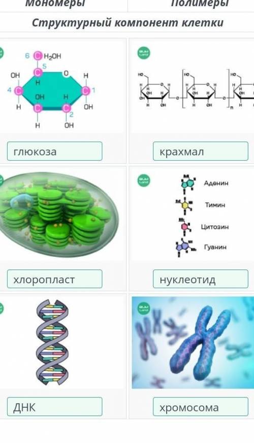 В таблице ниже представлены структурные компоненты клетки и молекулы веществ в их составе. Найди их