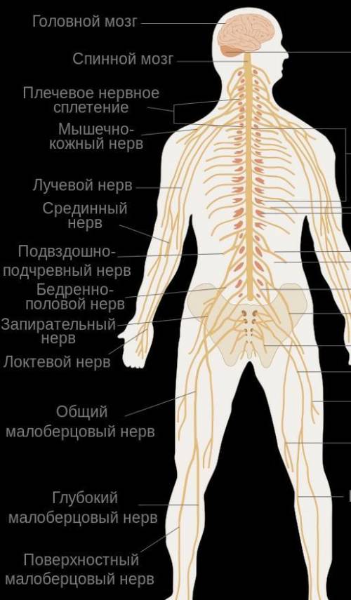 Будова та функції нервової системи