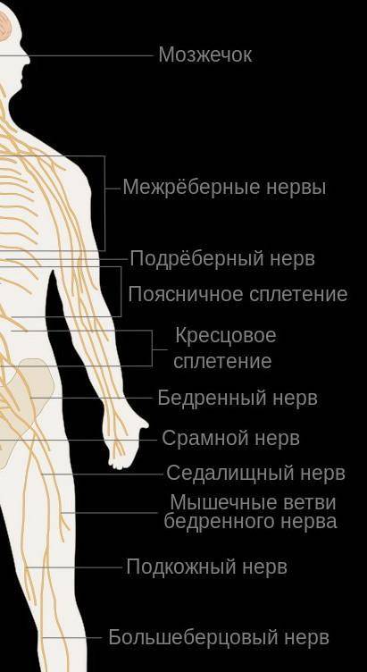 Будова та функції нервової системи