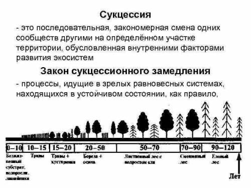 Задание 2.Опишите этапы экологических сукцессий​