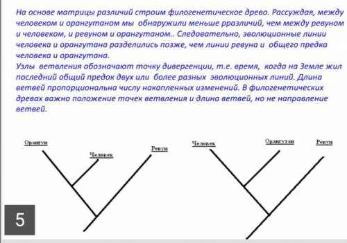 В таблице приведены последовательности нуклеотидов в генах митохондриальной ДНК человека, орангутанг