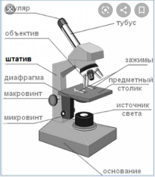 Микроскоп её части 5 класс​