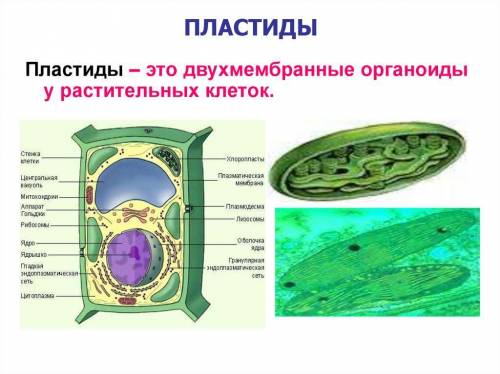 Какое строение у хлоропласты в растительной клетке?