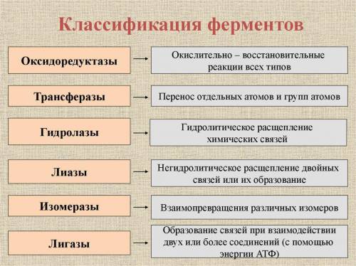 Как называются ферменты ускорители. Виды ферментов