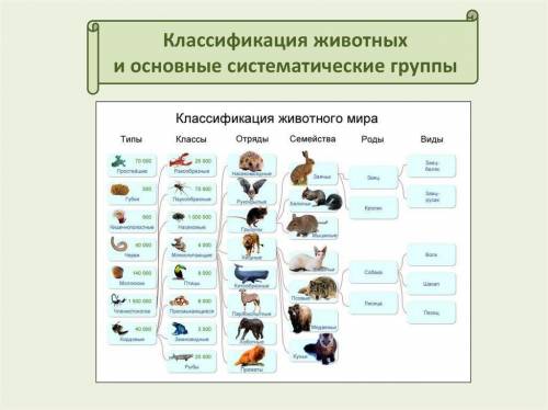 Укажите категорию систематизации, характерную для классификации животных. А) раздел Б)тип С)отряд Д)