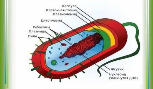 Тек прокариот жасушасының органойдтарын атап бер​