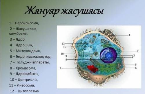 Жануар жасушасының ерекшеліктері​