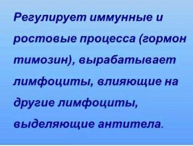 Вилочковая железа что регулирует​