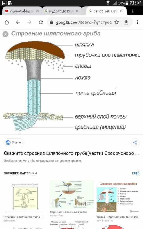 Роль лишайников в природе ​