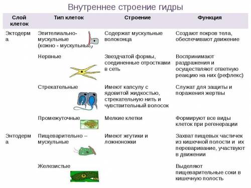 Составьте таблицу клеточного строения гидры |Название клетки.| |Строение Рисунок.| |Значение| ​